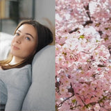 Person sitting on a couch next to a photo of cherry blossoms