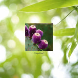 Close-up of purple cactus fruit with green leaves on a blurred green background